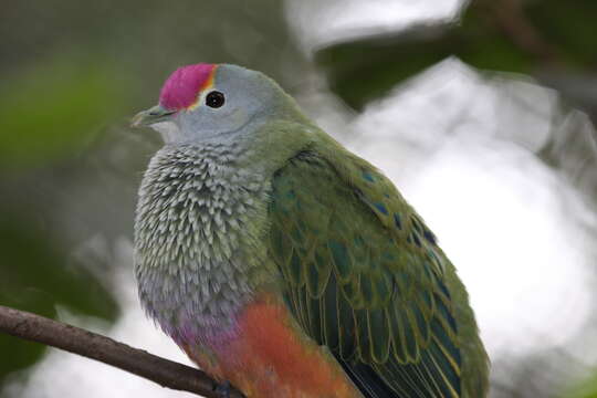 Image of Rose-crowned Fruit Dove