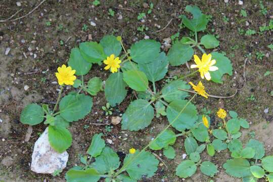 Image of autumn buttercup