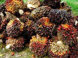 Image of oil palm