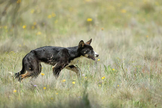 Image of Dingo