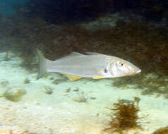 Image of Sand whiting