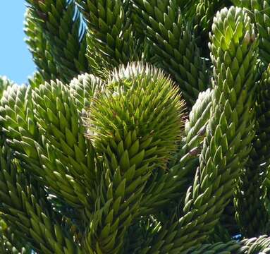 Image de Araucaria rulei F. Muell.