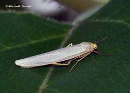 Eilema complana Linnaeus 1758 resmi