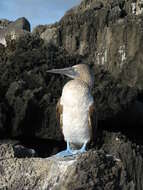 Image of gannets and boobies