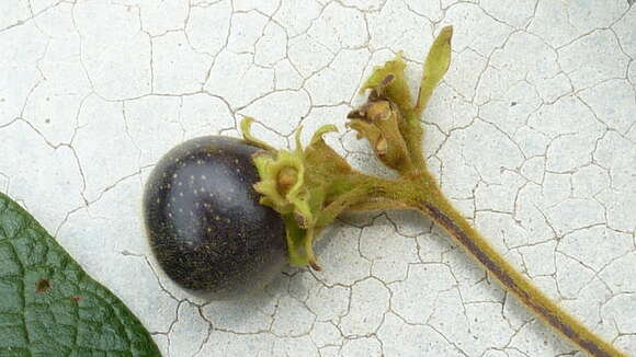 Image of Vitex rufescens A. Juss.