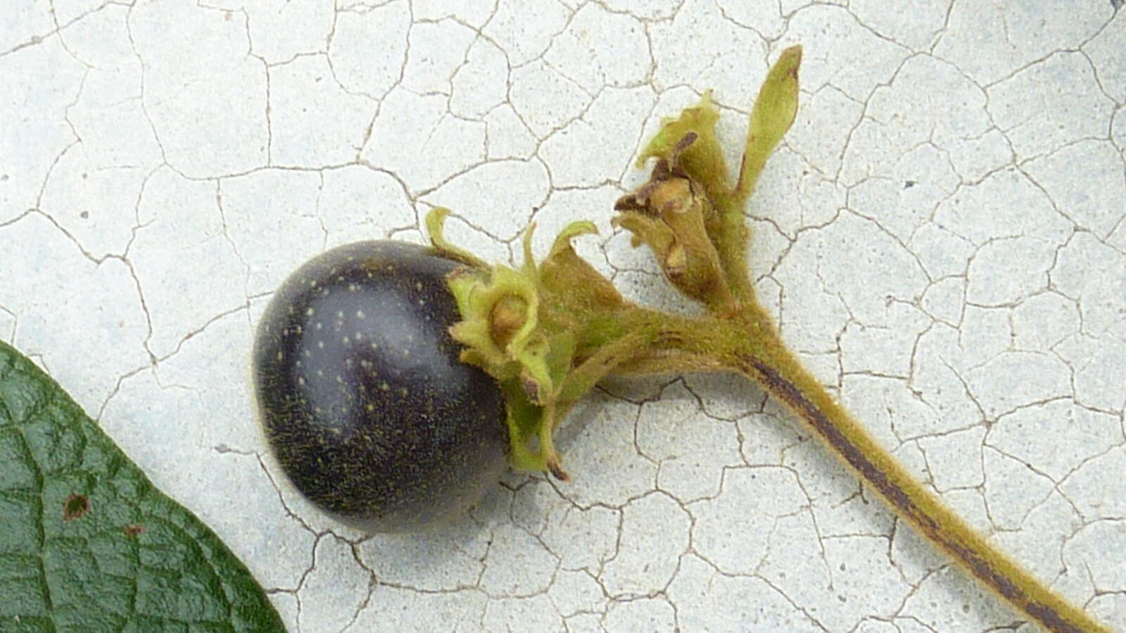 Image of Vitex rufescens A. Juss.