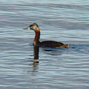 Image of Great Grebe
