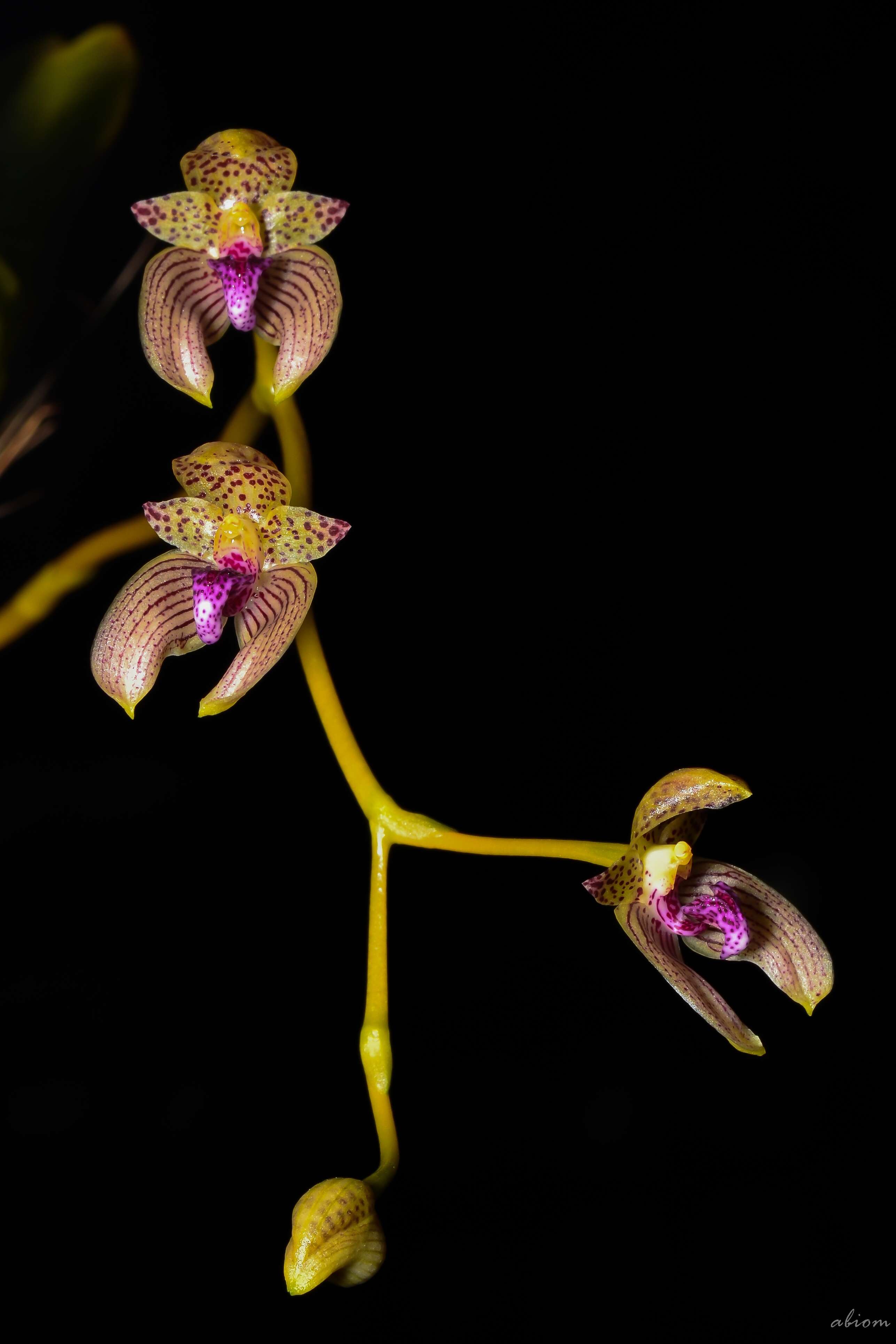 Image of Bulbophyllum anceps Rolfe