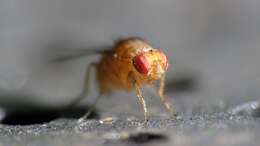 Imagem de Drosophila immigrans Sturtevant 1921