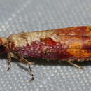 Image of Maple Leaftier Moth