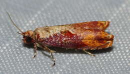 Image of Maple Leaftier Moth