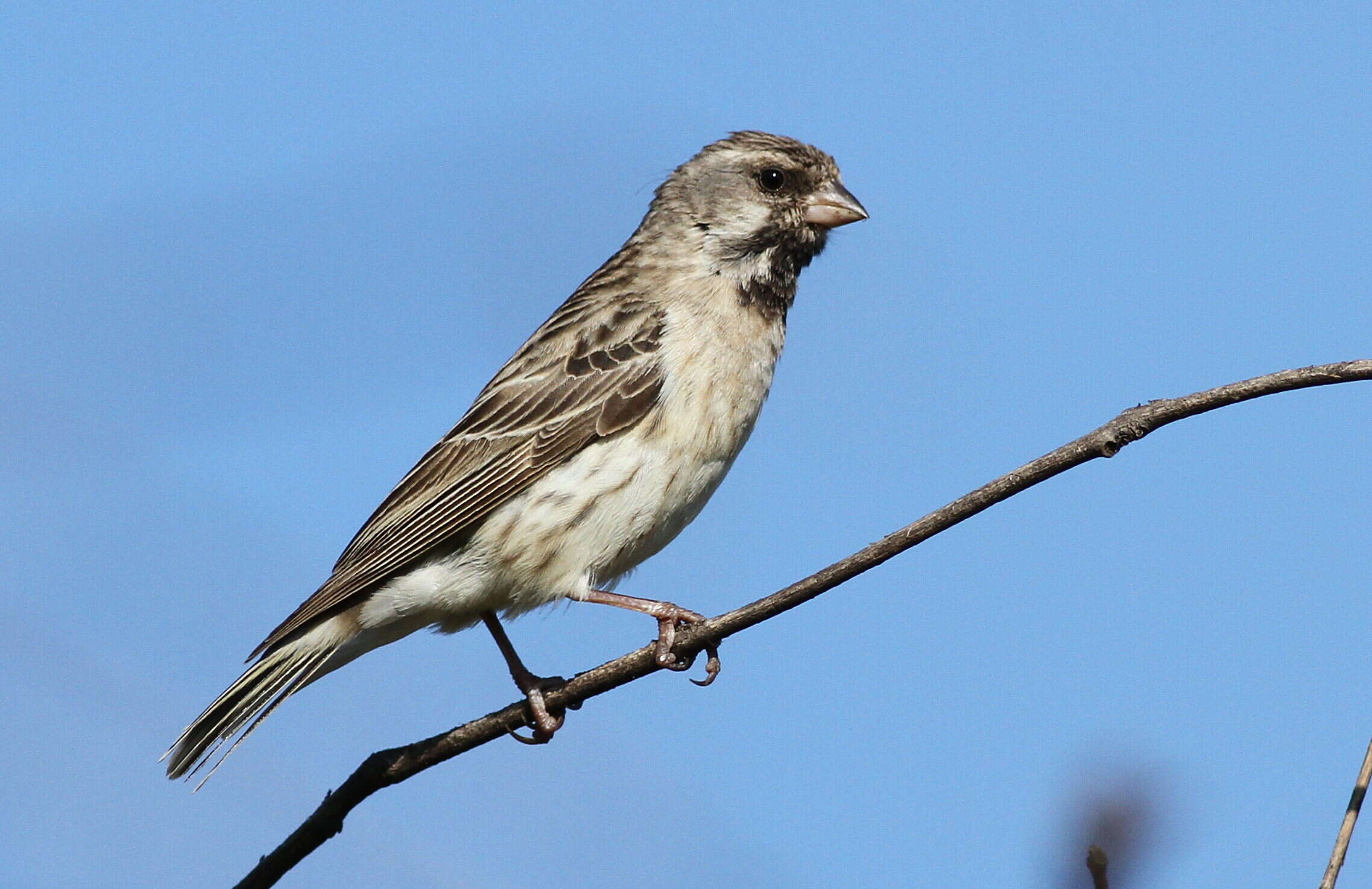 Image of Black-throated Canary