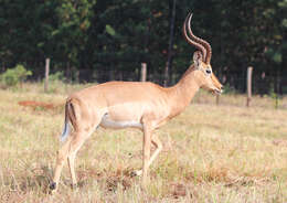 Image of Aepycerotinae Gray 1872