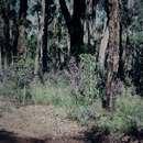 Image of Hovea elliptica (Sm.) DC.