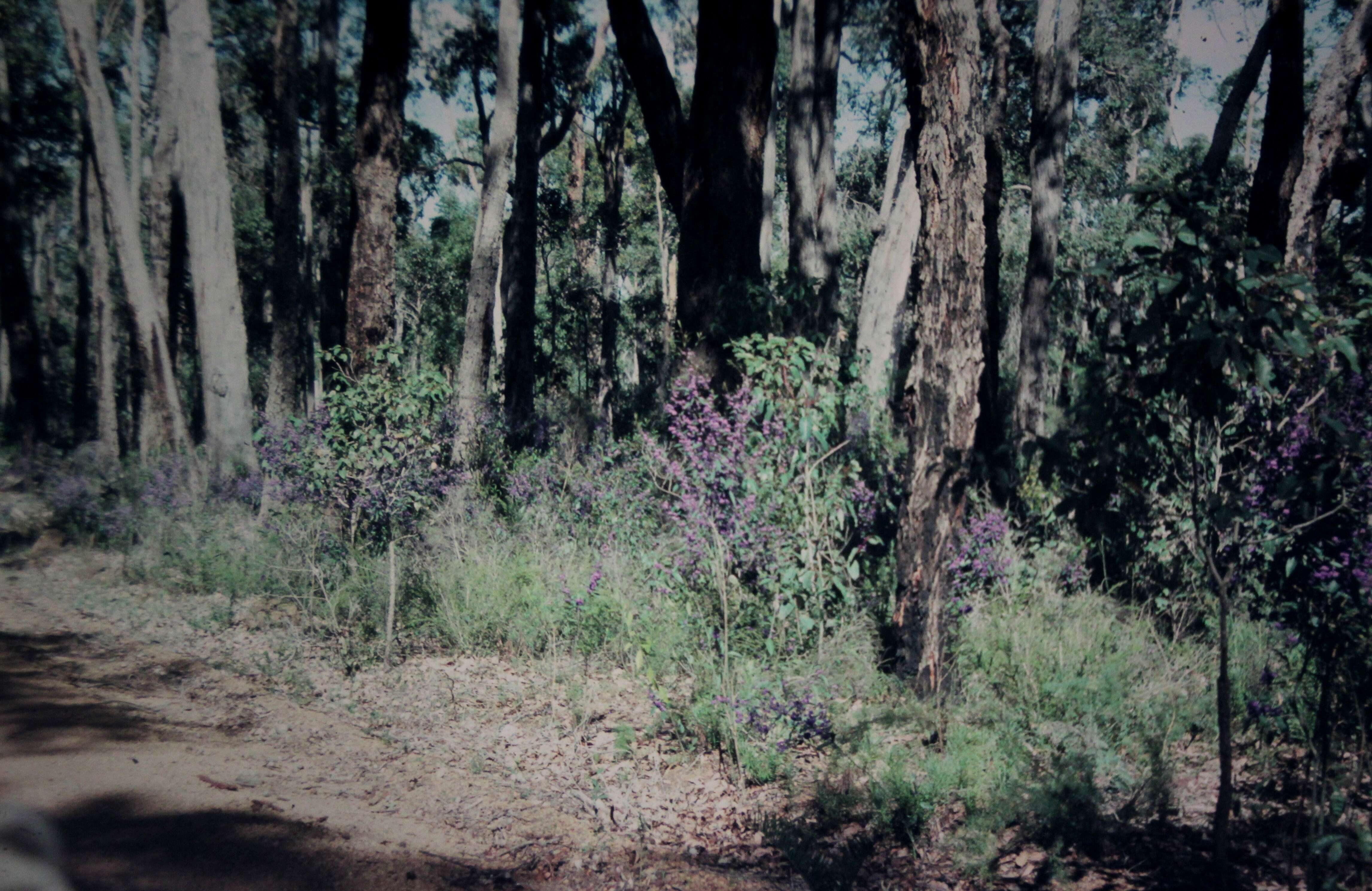 Image of Hovea elliptica (Sm.) DC.