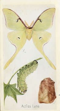 Image of Luna Moth