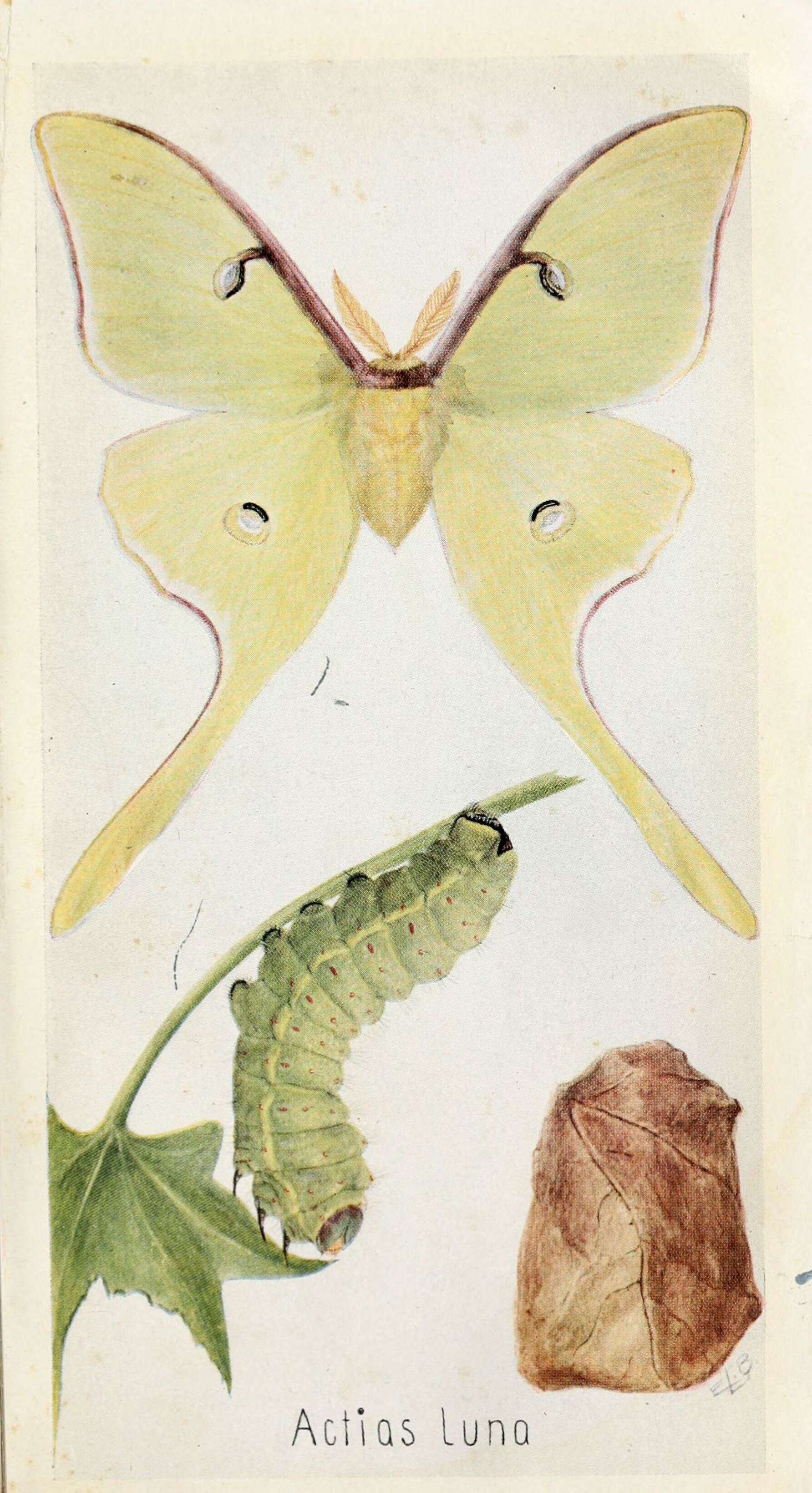 Image of Actias Leach 1815