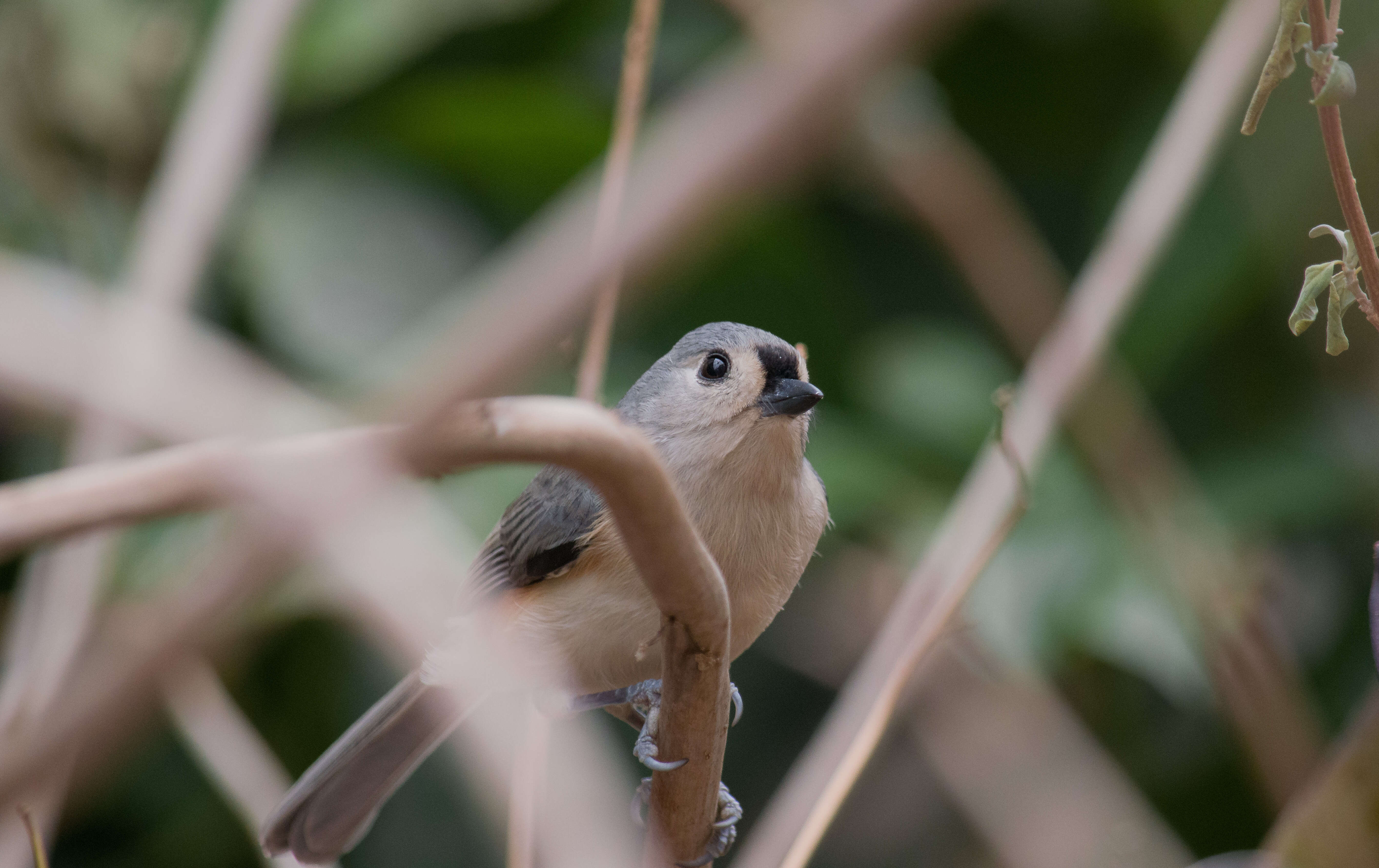 صورة Baeolophus Cabanis 1851