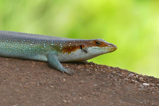 Image of Five-lined Skink