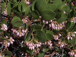 Image of greenleaf manzanita