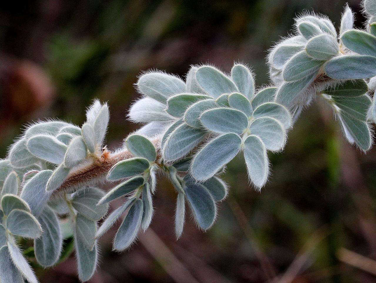 Image of Mimosa lanuginosa Burkart