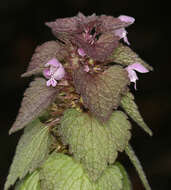 Image of purple archangel