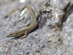 Image of Columbretes Wall Lizard