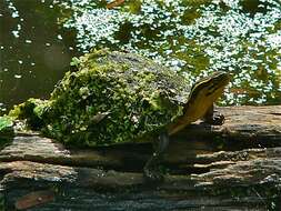 Image of Asian box turtle