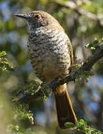 Image of Barred Wren-Warbler