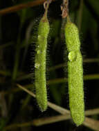 Image of Sensitive Joint-Vetch