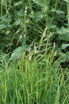 Image of Foxtail Grass