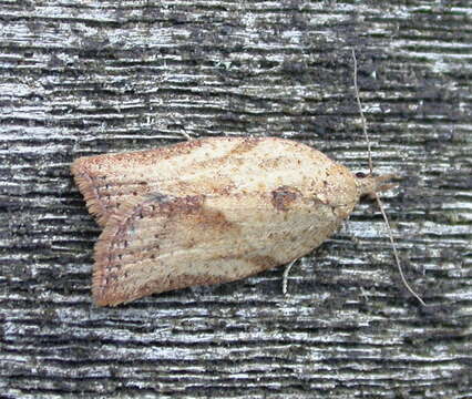 Image of Light brown apple moth