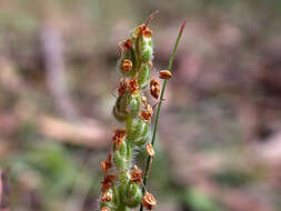 Image of Plantago varia R. Br.