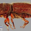 Image of Pseudips mexicanus Cognato 2000