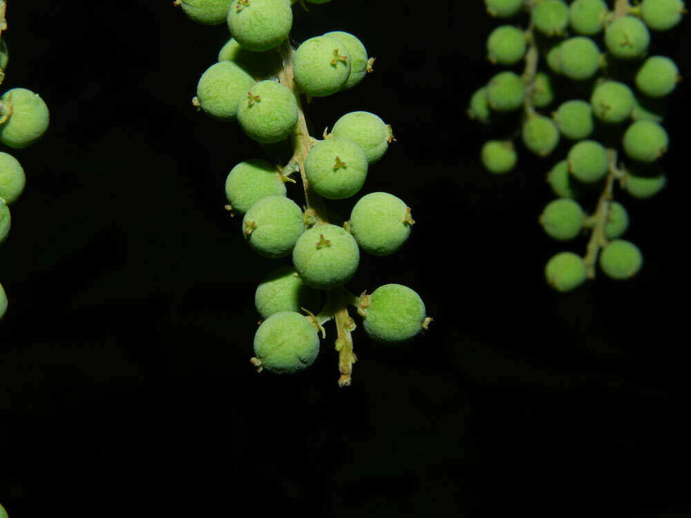 Image of alchorneopsis