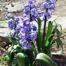 Image of Common Hyacinth