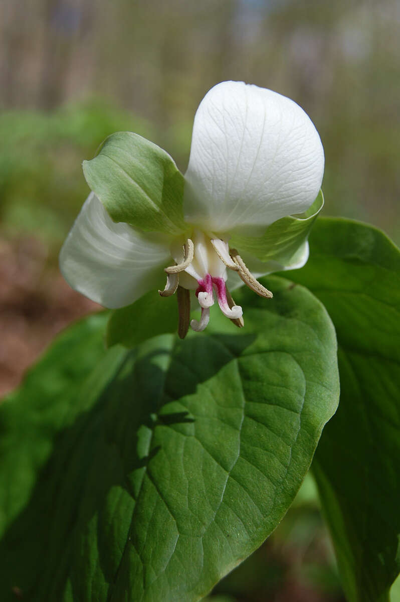 Trillium flexipes Raf. resmi