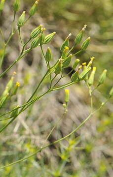 Image of smallflower hawksbeard