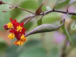 Image of milkweed