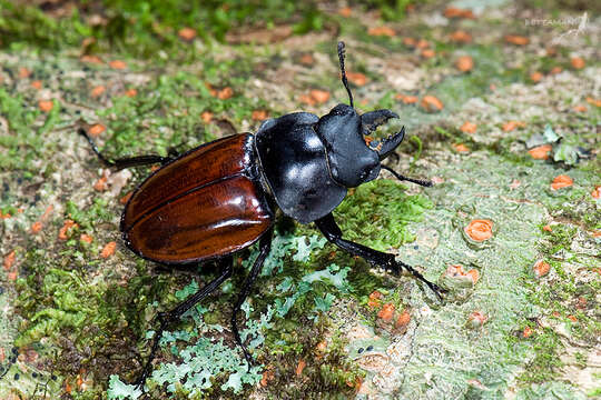 Image of Neolucanus swinhoei Bates 1866