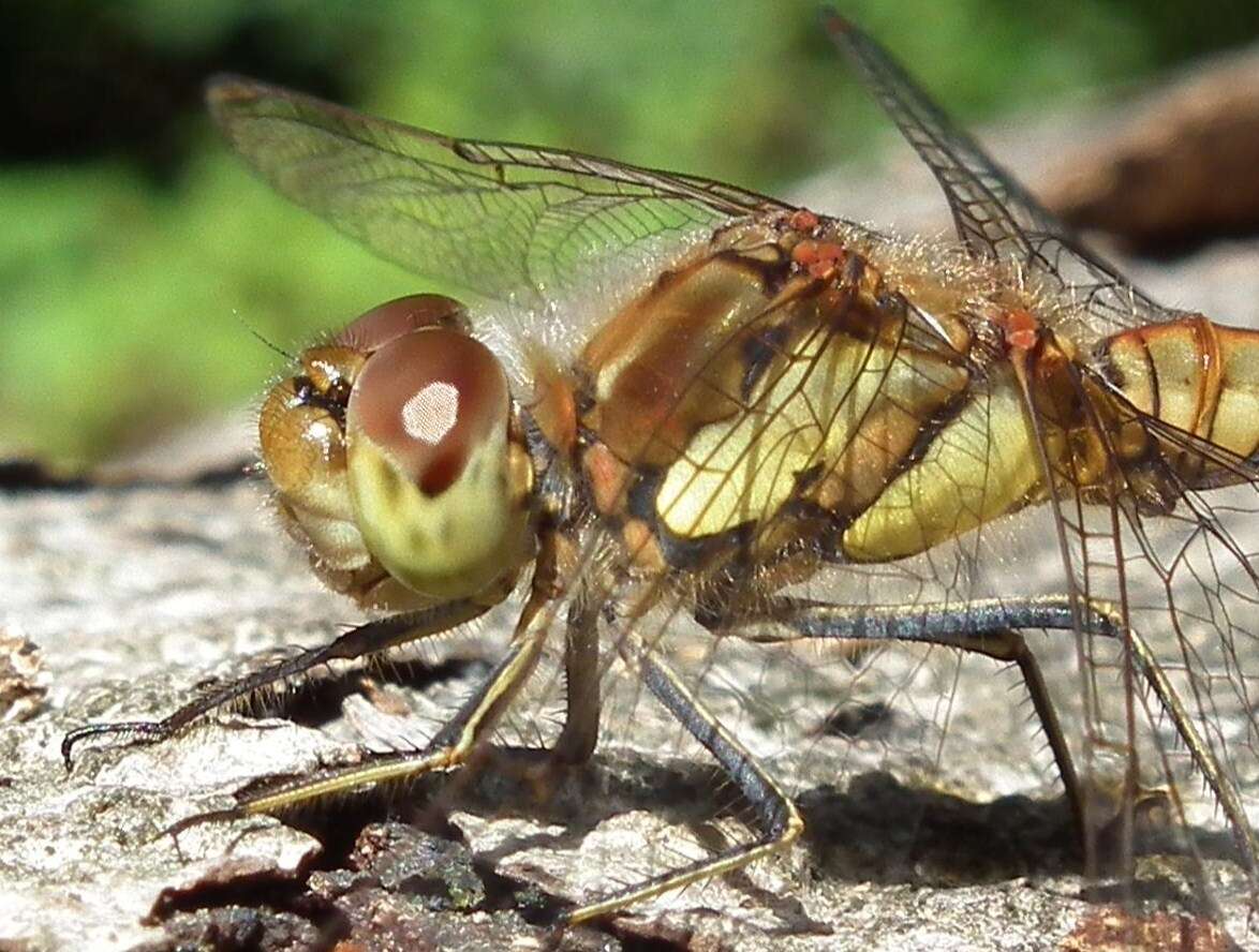 Image of Sympetrum Newman 1833