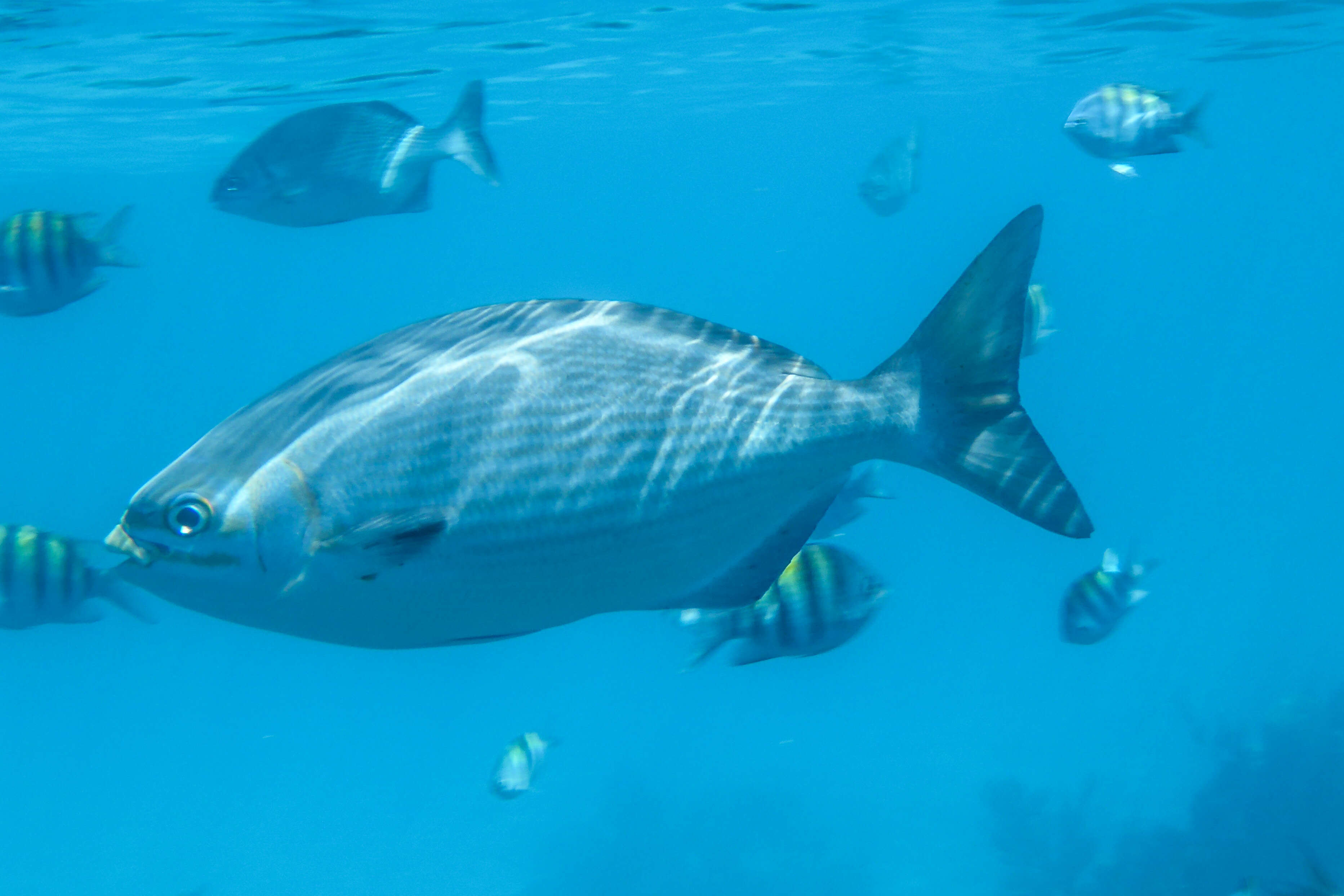 Image of Bermuda chub