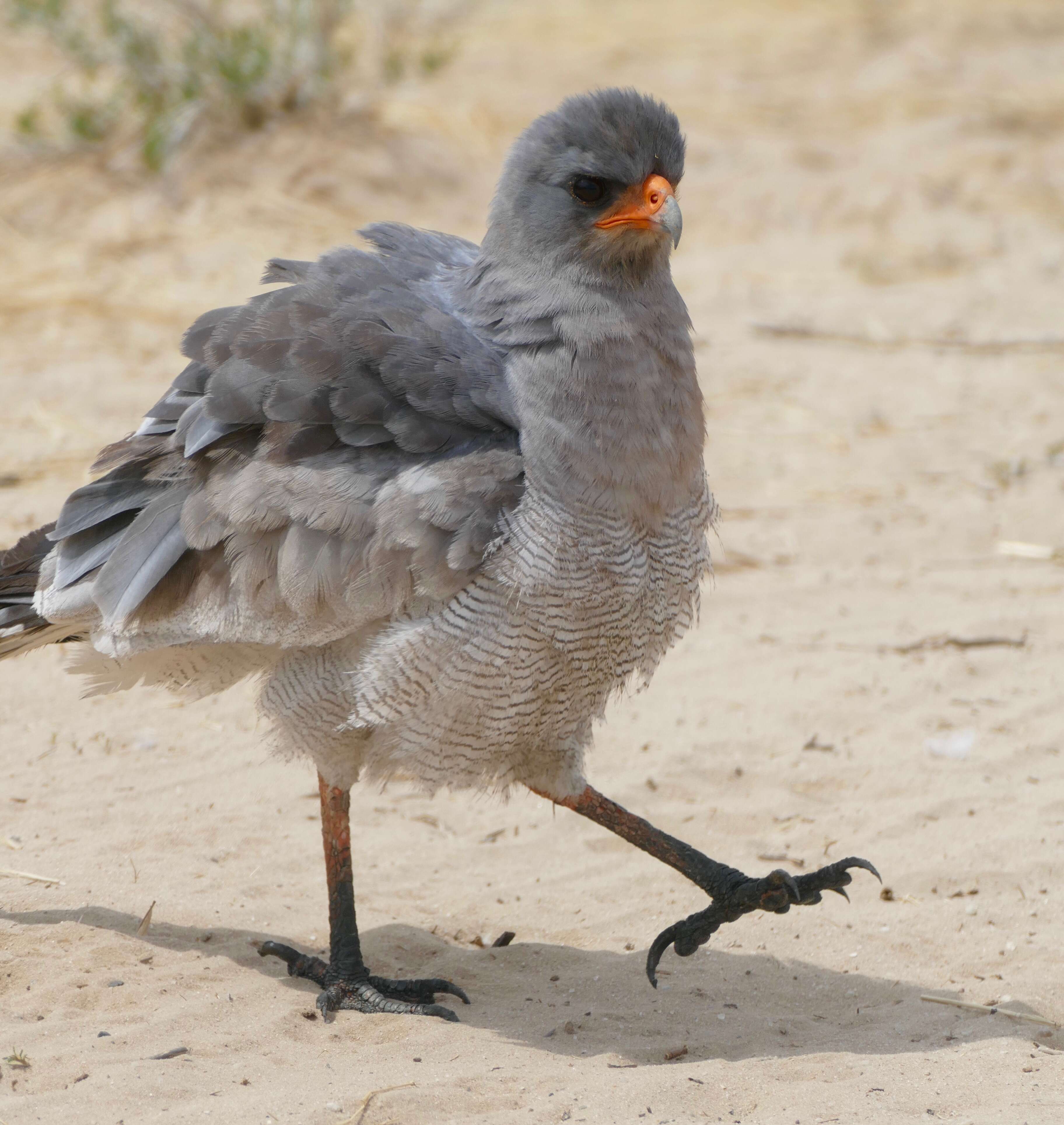 Image of Pale Chanting Goshawk