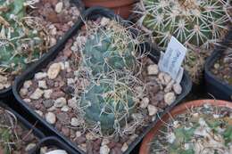 Image of top cactus