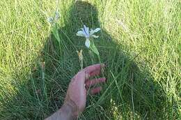 Image of Rocky Mountain iris