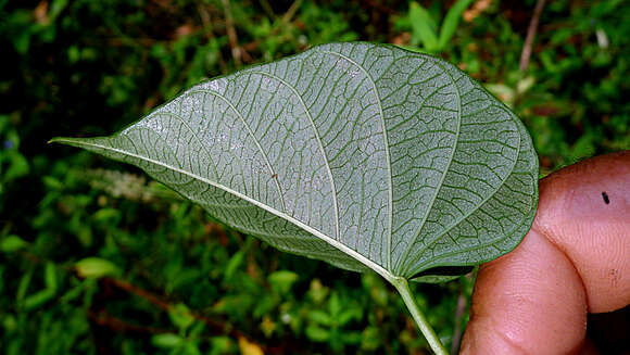 Ipomoea batatoides Choisy resmi