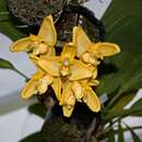 Image of Stanhopea anfracta Rolfe