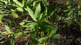 Image of Lomatia ilicifolia R. Br.