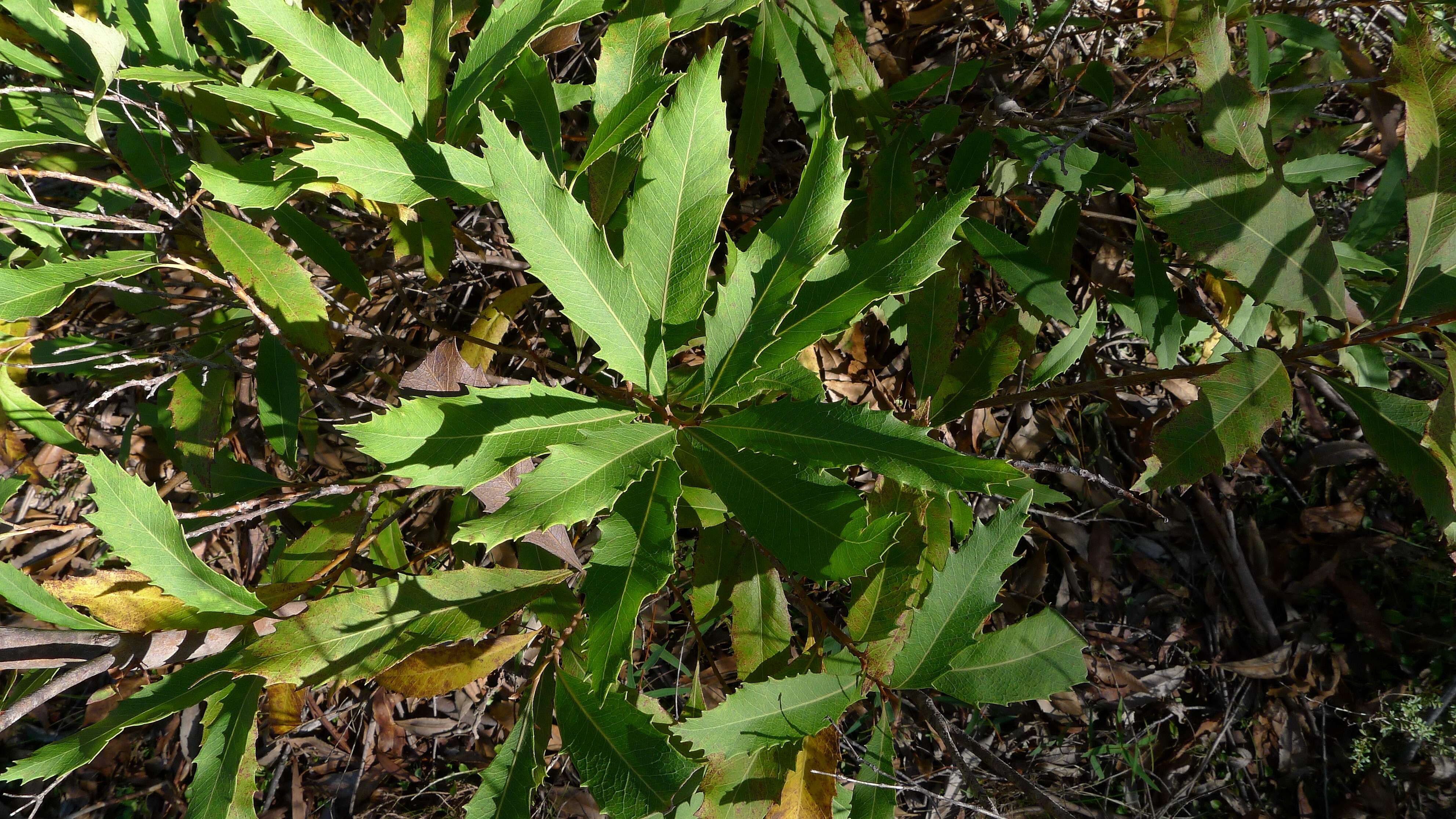 Image of Lomatia ilicifolia R. Br.