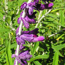 Sivun Salvia leucantha Cav. kuva